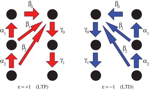 Figure 1. Schematic representation of Model I. Arrows denote possible transitions in the presence of an LTP signal (, left panel) and of an LTD signal (, right panel). Corresponding transition probabilities are indicated. In each panel, the left (resp. right) column corresponds to the (resp. ) state. The model studied in this work is actually infinitely deep (after Ref [Citation82]).