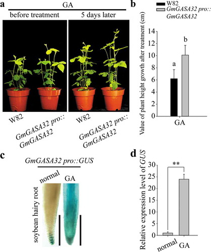 Figure 1. GmGASA32 can be up-regulated by gibberellin (GA). (a) The function of GmGASA32 was verified by soybean hairy root transformation. The left was the picture of WT and GmGASA32 overexpressed lines before treated with 10 μM gibberellin (pour 50 ml into the soil for one time). The right was the picture of WT and GmGASA32 overexpressed lines treated with gibberellin for 5 days. (b) Plant height of WT and GmGASA32 overexpressed lines after treatment with gibberellin was measured. Means and standard deviations (SDs) were derived from four independent samples (n = 4). The statistical significance of differences in gene expression level was determined by Tukey’s honestly significant difference (HSD) test (P < .01). (c) GUS activity assay. The pGAMBIA1305 vector was used to construct the new vector. The 35S promoter was replaced with the self-promoter of GmGASA32. The soybean hairy root transformation system was used for transformation. The positive roots were treated with 10 μM gibberellin for 1 h. The image on the left was untreated as control and the image on the right is of the treated roots. The images were viewed using Olympus optical microscope BX53M. Bar = 1 mm. (d) Real-time PCR analysis was carried out to determine the expression of GUS. Each experiment was repeated three times. Values are reported as mean, and error bars represent SDs. Statistical significance was determined using two-tail Student’s t-test. **, P < .01