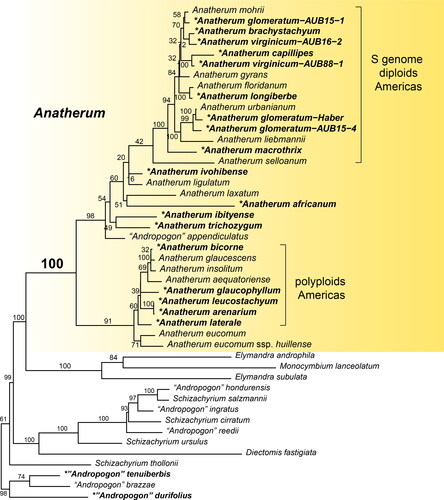 Figure 1. Plastome phylogeny of Anatherum and its immediate sister clades. Species with new plastomes are in bold and indicated by asterisk (*); all others were presented by McAllister et al. (Citation2018) except for A. eucomum which was published by Welker et al. (Citation2020). See also Table 1. Numbers above branches are fast bootstrap values calculated by RAxML. Sequences from A. mohrii and A. laxatum were published by McAllister et al. (Citation2018) under those names. POWO (Citation2021) considers them to be synonyms of A. liebmannii and A. eucomum ssp. huillense, respectively, but they are phylogenetically distant from their putative conspecifics and are recognized as distinct here pending further investigation.