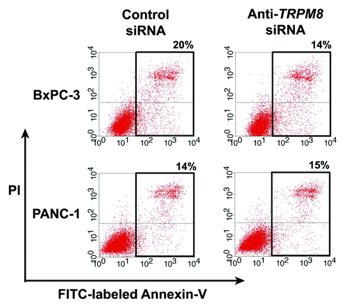 Figure 4. Anti-TRPM8 siRNA did not induce apoptotic cell death. The BxPC-3 and PANC-1 cells were transfected with anti-TRPM8 siRNA or non-targeting control siRNA by using Nucleofector® (Amaxa/Lonza) as described.Citation10 Following transfection, the cells were seeded at 2 x 105 cells / 3 ml in each well of a 6-well cell culture cluster (Corning Inc., costar) and incubated at 37°C for 72 h. The cells were then washed with phosphate buffered saline (PBS, pH 7.4), incubated with fluorescein isothiocyanate (FITC)-conjugated Annexin V (Invitrogen) and propidium iodide (PI, Invitrogen), and analyzed for apoptosis by flow cytometry as described.Citation4 The proportion of cells undergoing early apoptosis (lower right quadrant) and late apoptosis (upper right quadrant) is indicated. The baseline level of apoptotic cells in the control siRNA-transfected group may be attributed to electrical pulsation during Nucleofection®, detachment of cells by trypsinization, and disaggregation of cells by filtration prior to flow cytometric analysis.