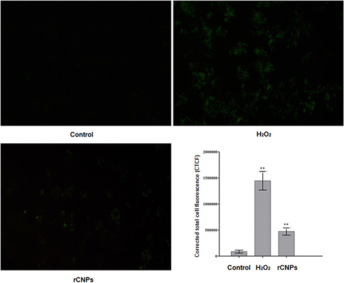 Figure 8 Changes in ROS after treating Hep3B cells with rCNPs (**p < 0.01).