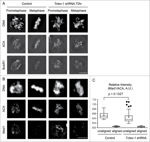 Figure 5. Tctex-1 depletion does not affect the association of the mitotic checkpoint proteins at unattached kinetochore and their release from attached kinetochores. (A and B) Immunofluorescence detection of DNA, ACA, BubR1 (A) and Mad1 (B) in prometaphase and metaphase cells transfected with control or Tctex-1 shRNA plasmids as indicated. Bar, 5 μm. (C) Quantification of the normalized relative kinetochore intensities (per kinetochore) of Mad1/ACA in mitotic cells. Whisker-Tukey boxplots span 25–75 percentile, while center bar denotes median and “+” marks mean. Quantifications were based on 30 kinetochores (control unaligned), 30 kinetochores (control aligned), 37 kinetochores (Tctex-1 shRNA unaligned) and 30 kinetochores (Tctex-1 shRNA aligned) from multiple cells.