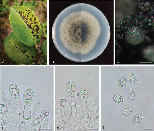 Figure 5. Phyllosticta xinyuensis (holotype, CAF 8000204). a: Leaf lesions on living leaf of Camellia oleifera; b: Colonies (left-above, right-reverse) after 7 days on PDA; c: Conidiomata; d, e: Conidiogenous cells with conidia; f: Conidia. Scale bars: 200 μm (c); 10 μm (d–f).