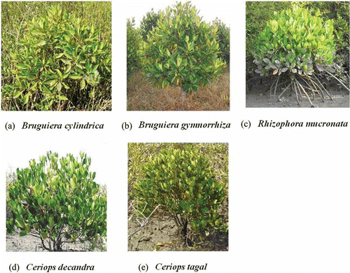 Figure 8. Field photographs showing the canopy status of the mangrove species of Rhizophoraceae family covered under the study.