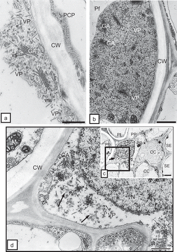 Fig. 4. a, Complete TRV PSG particles (VP) of two lengths near the Golgi apparatuses (GA) and numerous vesicles (vs) in the protoplast of the primary cortex parenchymal cell (PCP) of potato root. CW = cell wall. Bar = 0.2 μm. b, Dispersed incomplete TRV particles (VP) near Golgi apparatus (GA) in phloem fibre (Pf) of tobacco root. CW = cell wall. Bar = 0.5 μm. c, Complete TRV PSG particles (arrow) in phloem parenchymal cell (PP) of potato ‘Glada’ root. The marked fragment is magnified in Fig. 4d. CC = companion cell, N = nucleus, Pf = phloem fibres, SE = sieve element. Bar = 1 μm. d, Magnified fragment from Fig. 4c. CW = cell wall, GA = Golgi apparatus, M = mitochondria,N = nucleus, VP = virus particles. Bar = 0.2 μm.