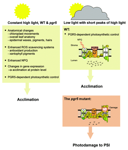 Figure 1. Mechanisms ensuring successful acclimation to either constant high light intensity or fluctuating light regime including short high light phases. Under constant high light the plant relies on a variety of protective mechanisms at the anatomical, chemical and molecular level. In contrast, these protective mechanisms are largely missing during short high light phases, and under these conditions PGR5-mediated photosynthetic control protects PSI from photodamage induced by a hyper-reduced electron transfer chain.