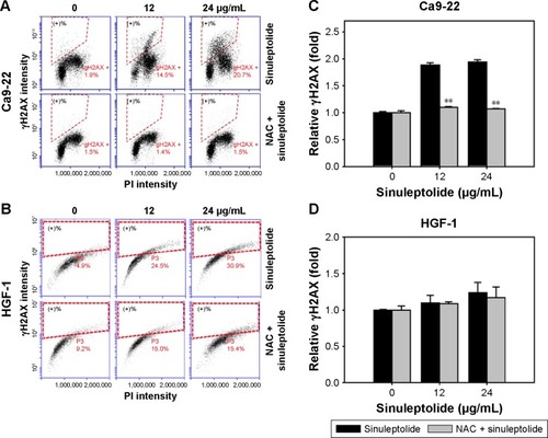 Figure 5 NAC effect on γH2AX-based DNA damage in sinuleptolide-treated oral cancer and oral normal cells.