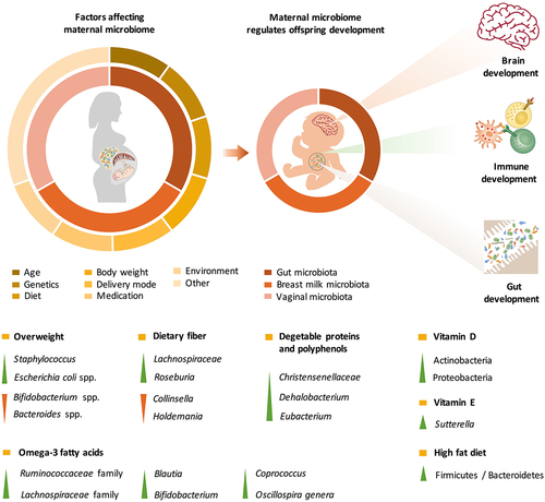 Figure 1. The maternal microbiota and its metabolites regulate fetal development before birth and during lactation. The maternal gut, breast milk and vaginal microbiota are major factors regulating offspring development. The maternal microbiome is influenced by a variety of factors, including age, genetics, diet, body weight, delivery mode, medication use, and the environment. The effects of various factors on the maternal microbiome may be passed on to the offspring through microbes, microbial products or metabolites, which regulate early gut colonization, immune maturation, and brain development in infants.