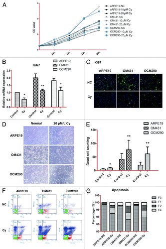 Figure 4. Cyclopamine decreased viability and proliferation and increased apoptosis in uveal melanoma cells by targeting Smo. (A) ARPE19, OM431, and OCM290 cells were treated with different concentrations of cyclopamine (0, 10, and 20 μmol/L) for 4 d. Cell proliferation was lower in cells exposed to cyclopamine compared with normal controls, and the downtrends in both UM cell lines were greater than in ARPE19 cells. Six wells were set up for each concentration and the color intensity of DMSO-dissolved formazan was detected using a microplate reader at 490 nm. Data represent the mean ± SD of three determinations. (B) Ki67 mRNA expression levels were downregulated by exposure to cyclopamine (20 μmol/L; 72 h), as determined by real-time RT-PCR. GAPDH was used as a normalization control for gene expression. Data represent the mean ± SD of three determinations (*P < 0.05; **P < 0.01). (C) Ki67 protein expression levels were reduced following treatment with cyclopamine (20 μmol/L; 72 h), as detected by immunocytochemistry. Experiments were repeated three times. (D) Most UM cells that detached from the adherent monolayer and floated in the medium following cyclopamine treatment had undergone apoptosis. Photographs were taken at 100× magnification after 3 d treatment with 20 μmol/L cyclopamine. Experiments were repeated three times. (E) Dead cells in random visual fields were counted under the microscope. (F and G) Cells were pretreated as described before and stained with Annexin-V-FITC and PI. Apoptosis was analyzed by flow cytometry. Both early and advanced stages of apoptosis were increased in UM cells. Three independent experiments were performed.