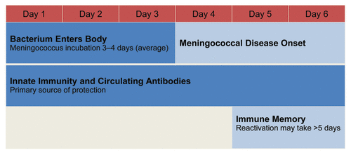 Figure 5. Meningococcal incubation and immune memory reactivation.Citation18,Citation39,Citation42,Citation43