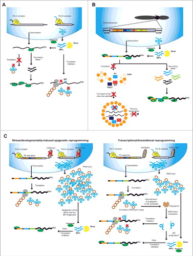 Figure 2. Known and speculative activity of tRFs. A. tRFs are known to act at two different levels: First, tRFs loaded into argonaute (AGO) can induce RNAi on targets mRNAs and potentially induce the initiation of secondary sRNA production. At the same time, degradation of tRNAs to tRFs inhibits the translation of mRNAs through a pathway yet to be identified. Translation inhibition could also take place due to degradation of mature tRNAs into tRFs and potential lack of mature tRNAs. B. Interaction of tRFs with the replication cycle of retrotransposons. tRFs loaded into AGO proteins are known to target retrotransposons and induce the production of secondary sRNAs from their RNA transcripts. At the same time, lack of mature tRNAs can inhibit translation of retrotransposon proteins and prevent reverse transcription. C. Proposed mechanisms linking TE reactivation and tRF biogenesis. Left panel: During strong epigenetic reprogramming, erasure of H3K9me3 and H3K27me3 leads to TE reactivation and excessive tRNA production. Excessive tRNA pool could be incorporated into RNAi and induce the production of tRFs. Right panel: Spurious reactivation of TE transcription can lead to an anomalous usage of the tRNA pool that if sensed by the cell can lead to angiogenin delocalization from the nucleus to the cytoplasm. This could lead to increased degradation of tRNAs into tRNA halves or direct tRF production. * Seconday RNAi will only take place in organisms with RdRPs like plants, fungi and invertebrate animals.