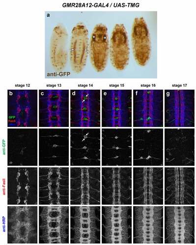 Figure 9. GMR28A12 exhibits little or no expression in the embryonic ventral nerve cord.