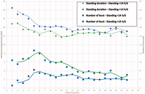 Figure 4. Standing time (h/d) and number of bouts (n/d) by group of cows differing for the daily time standing (<14 or >14 h/d) in the first 21 days of lactation, during the first 22 weeks of lactation.