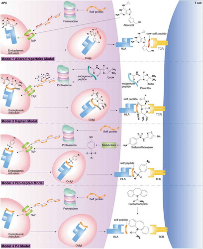 Figure 1. Mechanisms of drug hypersensitivity models with drug binding to HLA and TCR: Model 1; altered repertoire model proposes the altered self-peptides then leads to a TCR and induced the manifestations of immune system and caused by binding mechanism of non-covalent between drugs and HLA molecules, Model 2; hapten model is a small molecular of chemical or drug and presented as a stable hapten peptide complex and able to bind covalently to HLA which contribute to stimulate an immune response, Model 3; pro-hapten model is a covalent binding process of drugs metabolites and HLA molecule and stimulate the immune system and Model 4; pharmacological interaction (p-i) model is an interact directly with immunologic receptors by non-covalent bonds, the mechanism of this theory include of drug bind to the HLA or TCR of T lymphocyte (CD8+) to elicit immune system