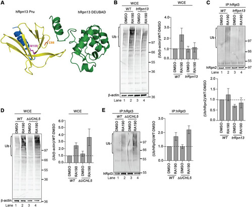 FIG 4 Loss of hRpn13 Pru, and not UCHL5, attenuates sensitivity at the proteasome to RA190. (A) Ribbon diagram representation of hRpn13 with the missing Pru domain exons (exon 2 and most of exon 3) in yellow, the remaining Pru exon (exon 4) in blue, and the DEUBAD domain and interdomain helix in green. Heavy side chain atoms are displayed for RA190-targeted cysteine 88 (C88, orange) and trRpn13 start site methionine 109 (M109, pink). This image was made by using PDB entry 5IRS. (B and C) Whole-cell extracts (WCE) (B) or immunoprecipitated proteasomes (C) from HCT116 (WT) or trRpn13 cells treated for 24 h with RA190 (1 μM) or DMSO (as a control) were resolved and immunoprobed for ubiquitin (Ub), with β-actin as a loading control (B) or hRpn2 as a positive control (C). The ratio of ubiquitin levels is plotted for the region bracketed from trRpn13 or WT cells normalized first to β-actin (B) or hRpn2 (C) and then to the DMSO control WT. Values are average fold changes ± SEM from three independent experiments. (D and E) WCE (D) or immunoprecipitated proteasomes (E) from WT or ΔUCHL5 cells were resolved and immunoprobed for ubiquitin (Ub), with β-actin as a loading control (D) or hRpt3 as a positive control (E). The ratio of ubiquitin levels is plotted for the region bracketed from ΔUCHL5 or WT cells first normalized to β-actin (D) or hRpt3 (E) and then to the DMSO control WT. Values are average fold changes ± SEM from three independent experiments. Bulk ubiquitin was probed with antiubiquitin antibody (MAB1510; EMD Millipore). Dashed lines are included for the plots in panels B to E at a value of 1.0.