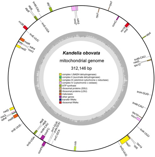 Figure 2. Representative map of the Kandelia obovata circular mitochondrial genome molecule. The colored squares distributed inside and outside the circle represent different mitochondrial genes.