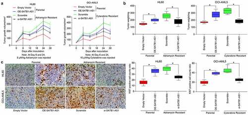 Figure 3. Downregulation of SATB1-AS1 mitigates the chemoresistance of AML cells in vivo. Each group of HL60 and OCI-AML5 parental cells and resistant cells were diluted with 2 mL normal saline (4 × 106 cells) and injected under the armpit of nude mice. The tumor volume was measured every 6 d after the tumor volume grew to 50 mm3, and the mice were euthanized after 30 d with overdose of pentobarbital sodium (100 mg/kg). On the 6th and 24th d after the tumor volume measurement, the mice were injected with 5 mg/kg Adr and 10 mg/kg Cyt. (a) Volume of tumors in nude mouse. (b) Weight of tumors in nude mouse. (c) Immunohistochemical staining for the positive rate of KI67 in tumors. Statistical data were measurement data, and described as mean ± standard deviation (n = 6); one-way (panels b and c) or two-way ANOVA (panel a) was applied for multiple-group comparisons, followed by Tukey’s multiple comparisons test. * p < 0.05