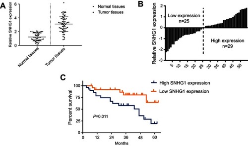Figure 1 SNHG1 upregulation is a hallmark of breast cancer. (A) qRT-PCR analysis of SNHG1 expression in tumor tissues and normal tissues from breast cancer patients. (B) Histogram of SNHG1 expression. The median SNHG1 expression was used to group the patients to. (C) Survival curves of patients with low or high SNHG1 expression. N=52.