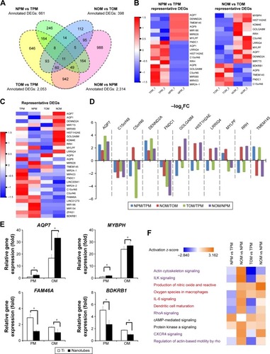 Figure 2 Distribution of differentially expressed genes (DEGs) and canonical pathway analysis by Ingenuity Pathways Analysis.Notes: (A) Venn diagram of annotated DEGs in the four comparisons, NPM/TPM, NOM/TOM, TOM/TPM, and NOM/NPM. (B) Expression heat maps of representative DEGs of NPM vs TPM and NOM vs TOM. (C) The expression heat map of representative DEGs in the four groups (TPM, NPM, TOM, and NOM). (D) Expression ratio of the eleven common DEGs in the four comparisons. (E) Verification of representative DEGs by qRT-PCR in the pathways of transmembrane transport, cell metabolism, cytoskeleton, and inflammatory response. (F) Canonical pathway analysis by ingenuity pathways analysis (IPA); demonstrated by activation z-score. *P<0.05.Abbreviations: AQP7, aquaporin 7; BDKRB1, bradykinin receptor B1; CXCR4, a chemokine C-X-C motif receptor-4; C5orf46, chromosome five open reading frame 46; C15orf48, chromosome 15 open reading frame 48; DENND2A, DENN domain containing 2A; FAM46A, family with sequence similarity 46 member A; FNDC1, fibronectin type III domain containing 1; GOLGA8M, golgin A8 family member M; HIST1H2AE, histone cluster 1 H2A family member e; LRRIQ4, leucine rich repeats and IQ motif containing 4; MYBPH, myosin binding protein H; MYLPF, myosin light chain, phosphorylatable, fast skeletal muscle; NOM, TiO2 nanotubes with osteoinduction medium; NPM, TiO2 nanotubes with proliferation medium; RRH, retinal pigment epithelium-derived rhodopsin homolog; TMEM145, transmembrane protein 145; TPM, titanium with proliferation medium; TOM, titanium with osteoinduction medium.