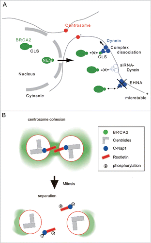 Figure 8. Model for BRCA2 localization to the centrosome through its centrosome localization signal. (A) BRCA2 interacts with dynein through its CLS and localizes to the centrosome. (B) BRCA2 is required for centrosome cohesion with C-Nap1 and rootletin during S phase.