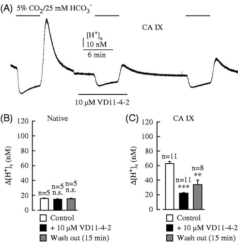 Figure 3. Measurements of [H+]s in Xenopus oocytes injected with 5 ng CA IX-cRNA (A and C) and native oocytes (B) during application of 5% CO2/25 mM HCO3- (from a nominally CO2-free, HEPES-buffered solution) in the absence and presence of 10 μM VD11-4-2 and after 15 min of washing out. ** indicate a significance level of p ≤ 0.01, *** indicate a significance level of p ≤ 0.001.
