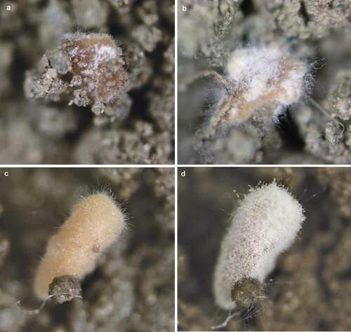 Figure 7. Germination of CAs produced by B. pseudobassiana on soil with different moisture content. (A) 48 h on soil at 17% moisture, (B) 7 days on soil at 17% moisture, (C) 48 h on soil at 30% moisture, (D) 7 days on soil at 30% moisture