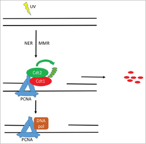 Figure 1. A model for Cdt1 proteolysis in G1 phase. UV irradiation damages DNA and induces the formation of helix distorting lesions. Both NER and MMR are activated and result in the degradation of Cdt1 through ubiquitylation by the CRL4Cdt2 complex. The degradation of Cdt1 facilitates the recruitment of DNA polymerases responsible for DNA synthesis of the excised DNA strand.