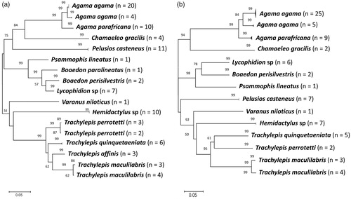 Figure 2. Unrooted neighbour-joining tree of Kimura-2-parameter distances based on (a) 16S (b) COI gene sequences of the reptile species. Bootstrap values of greater than 50% (1000 pseudo-replicates) are given above the nodes. Nodal support less than 50% were not shown in the tree.
