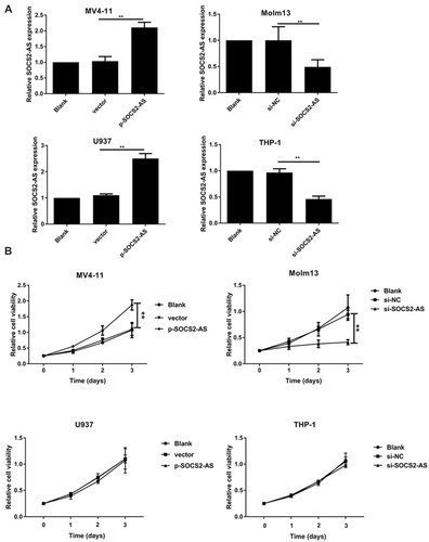 Figure 2 The effect of SOCS2-AS expression on AML cells proliferation. (A) The transfection efficiency of AML cells (MV4-11, Molm-13, U937 and THP-1 cells) with p-SOCS2-AS or si-SOCS2-AS transfection was determined by RT-PCR. (B) The proliferative ability of AML cells (MV4-11, Molm-13, U937 and THP-1 cells) with si-SOCS2-AS or p-SOCS2-AS transfection was determined by CCK-8 at 450 nm. The error bars represent the mean ± SD of three independent experiments. **P<0.01.