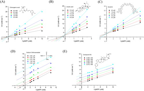 Figure 5. Enzyme kinetics of hPTP1B1-400 inhibition. Linweaver–Burk plots show the inhibition mechanism of tested compounds on hPTP1B1-400. (A) Chlorogenic acid. (B) Ursolic acid. (C) Suramin. (D) Sodium orthovanadate. (E) Glycyrrhetinic acid derivatives Compound 5b. The plots represent the reciprocal of the reaction velocity (1/V) as a function of the reciprocal of the pNPP concentration (1/[pNPP]). Data are representative of three independent experiments. The inhibitory mechanism for each compound was determined by fitting data to the equations defined for competitive, mixed, and uncompetitive inhibition models. Data represented in the graphs correspond to the best fit to each inhibition model (based on the R2 coefficient) (OriginPro 2018 (64-bit). SR1).
