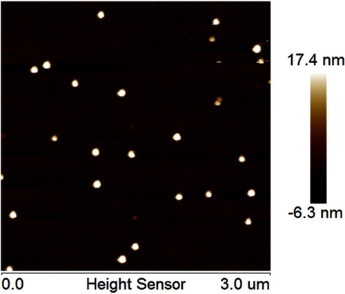 Figure 1 The AFM image of FK506 MCE ME.Abbreviations: AFM, atomic force microscope; FK506, tacrolimus; FK506 MCE ME, tacrolimus loaded microemulsion based on menthol/camphor eutectic.