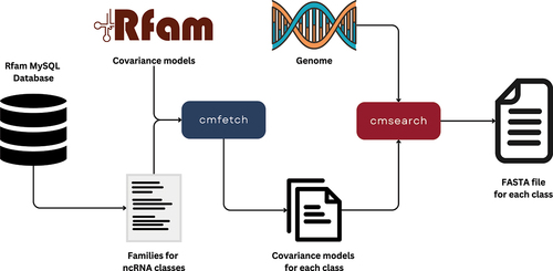 Figure 2. Illustration of the data collection pipeline that uses infernal to extract the desired ncRNA sequences from genomes for training and testing. The ’cmfetch’ function retrieves covariance models from the complete Rfam database, and ’cmsearch’ matches these models against a genome. The output consists of multiple FASTA files, each corresponding to a specific ncRNA class. This method is based on the genomic pipeline in Bonidia et al. [Citation51].