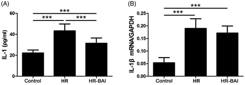 Figure 2. BAI reduces HR-induced IL-1β levels in HK-2 cells. (A) Determination of IL-1β levels in culture supernatants by ELISA. (B) IL-1β mRNA levels in HK-2 cells. ***p < .001.