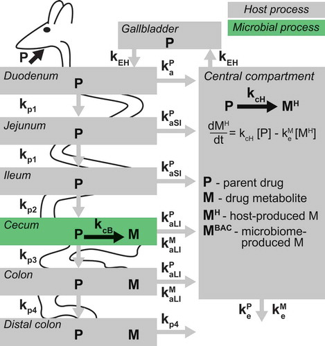 Figure 1. A schematic representation of the PBPK model including microbiota drug metabolism.