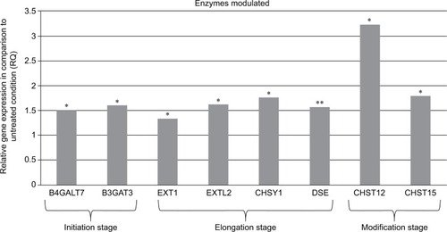 Figure 1 Modulation of mRNA expression of enzymes after fibroblast treatment with the composition.
