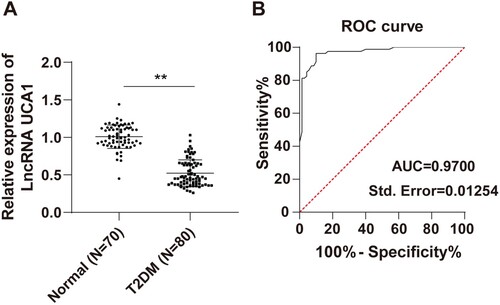 Figure 1. LncRNA UCA1 was downregulated in peripheral blood of T2DM patients and had high diagnostic efficacy. (A) RT-qPCR was performed to detect the expression of lncRNA UCA1 in the serum; (B) ROC curve was adopted to analyze the diagnostic efficacy of lncRNA UCA1 in T2DM patients. Independent sample t test was employed to check panel A. ROC curve was used to analyze panel B. **p < 0.01.