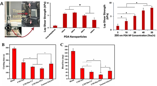 Figure 2 (A) Schematic illustration of the usage and probable working principle of cross-linker adhesion system. The tissue adhesive properties of PDA NPs exhibit a correlation between higher adhesive strength and smaller particle size (*p<0.05). Reproduced with the permission from Pandey N, Soto-Garcia L, Yaman S, et al. Polydopamine nanoparticles and hyaluronic acid hydrogels for mussel-inspired tissue adhesive nanocomposites. Biomater Adv. 2022;134:112,589.Citation43 Copyright © 2022, with permission from Elsevier. (B and C) Porous carboxymethyl chitin microspheres with PDA (CMCHm-PDA) have better hemostatic performance (clotting time and blood loss) than a wide use commercial hemostatic agents Yunnan Baiyao® (*p<0.05). Adapted from Carbohydrate Polymers, Volume 270, Leng F, Chen F, Jiang X. Modified porous carboxymethyl chitin microspheres by an organic solvent-free process for rapid hemostasis. Pages 118348. Citation44 Copyright © 2021, with permission from Elsevier.