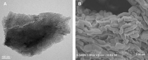 Figure 1 TEM (A) and SEM (B) images of morphology and microstructure of the n-MZS xerogels.Abbreviations: n-MZS, anoporous magnesium–zinc–silicon; SE, secondary electron signal types; SEM, scanning electron microscopy; TEM, transmission electron microscopy.