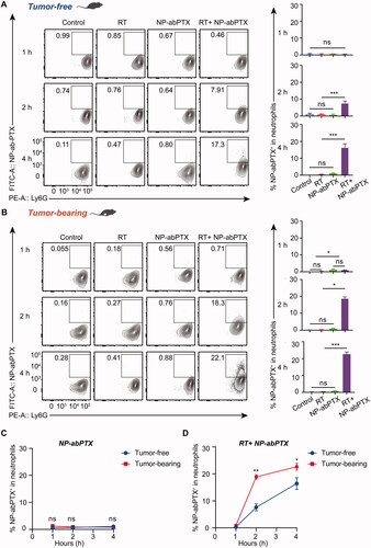 Figure 4. NP-abPTX can be internalized by RT-activated neutrophil in vivo. Tumor-free mice were irradiated with signal-dose (5 Gy) at the right thigh, followed by NP-abPTX administration after 24 h. Flow cytometry was used to measure the FITC+/Ly6G+ neutrophils at the indicated time. (A) RT-activated neutrophils can phagocytose FITC-NP-abPTX at 2 and 4 h after drug administration. LLC-bearing mice were treated by the same procedure as above. (B) the FITC+/Ly6G+ neutrophils were detected by flow cytometry at 1, 2, and 4 h after drug administration. Representative results are presented (n = 3). Corresponding statistic results of (A) and (B) are presented at right side of the flow graph (*p< .05, ***p< .001; ns: not significant). (C) Comparison of FITC+ neutrophil between tumor-free and tumor-bearing mice without RT. (D) Comparison of FITC+ neutrophil between tumor-free and tumor-bearing mice with RT (*p< .05; ns: not significant).