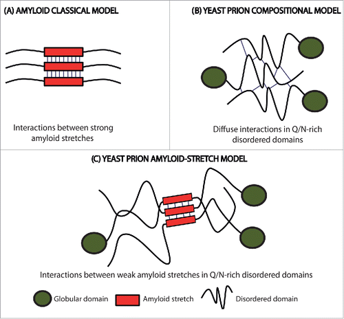 Figure 1. Scheme of the initial intermolecular contacts leading to amyloid formation according to different models. (A) The amyloid classical model relies on the initial establishment of interactions (thin lines) between short APRs of about 5–10 residues with a predominant hydrophobic character (red boxes). (B) The prion compositional model relies on the initial establishment of a large number of diffuse weak interactions (thin lines) along the PFD. (C) In the new model for prion and prion-like proteins, the first contacts (thin lines) are formed between short amyloidogenic regions (red boxes) embedded into a Q/N-rich disordered region. The amyloid core is longer than those in the classical amyloid model, and, due to their particular composition, display less amyloidogenic potential. This allows the protein to remain soluble until needed and results in assemblies with a significant degree of brittleness.