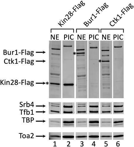 FIG. 1. Bur1 and Ctk1 are not PIC components. (A) Nuclear extracts (NE) made from Kin28-Flag, Bur1-Flag, and Ctk1-Flag strains were incubated with the immobilized template for 40 min. PICs were isolated and analyzed by Western blotting. The top panel was probed with the anti-Flag M2 antibody. The asterisk indicates the position of Kin28-Flag, Bur1-Flag, or Ctk1-Flag protein. The lower three panels were probed with antibodies directed against known PIC components. Lanes were spliced out to omit results using the VP16 activator.