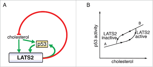 Figure 2. LATS2 p53 and cholesterol crosstalk. (A) LATS2 and p53 positively regulate each other, to inhibit cholesterol synthesis. Excessive levels of cholesterol activate the LATS2-p53 axis. Green arrows depict positive regulation and red lines denote negative regulation. (B) Proposed bistability governing cholesterol level-dependent engagement of LATS2-p53. The response to increasing input (upward arrowheads) differs from the response to decreasing input (downward arrowheads). LATS2-p53 activation is triggered above a threshold of cholesterol levels, to reach state “B.” Once the feedback loop is active, it sustains its activity so that the inactivation threshold is shifted to lower cholesterol levels, to reach state “A.” In this way, the feedback loop provides resistance to fluctuations between the “A” and “B” states.