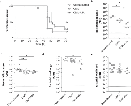 Figure 6. Mice immunized with OMVs displaying AliA show improved survival against pneumococcal disease and a reduced nasal pneumococcal load. Mice were intranasally vaccinated three times with OMVs (n = 14) or OMV-AliA (n = 10) and compared to unvaccinated mice (n = 10). Mice were subsequently infected intranasally with 1 × 104.5 PFU Influenza A followed by 3 × 105 CFU S. pneumoniae. Bacterial load was determined in the nose, lungs and blood when mice reached the humane endpoint (clinical signs of invasive disease) or at 3 d post-pneumococcal infection. (a) Survival curve showing when mice reached their humane endpoint and were consequently taken out of the experiment over the course of 72 h. (b) Bacterial load in the nose of mice which survived the 72 h time span without symptoms. (c–e) Bacterial load in the nose (c), lungs (d) and blood (e) of mice which reached their humane endpoint within 72 h. Dashed lines indicate detection limit, symbols represent individual mice and horizontal lines indicate the geometric mean of each group. The survival-like curve was analyzed using Gehan-Breslow-Wilcoxon Test (unvaccinated versus OMV-AliA: p = 0.0590; OMV versus OMV-AliA: p-value = 0.3079; unvaccinated versus OMV: p-value = 0.2751). Statistical significance of the bacterial load was determined using two-tailed T-tests on log10-transformed data with 95% confidence intervals. * p-value < 0.05; ** p-value < 0.01.