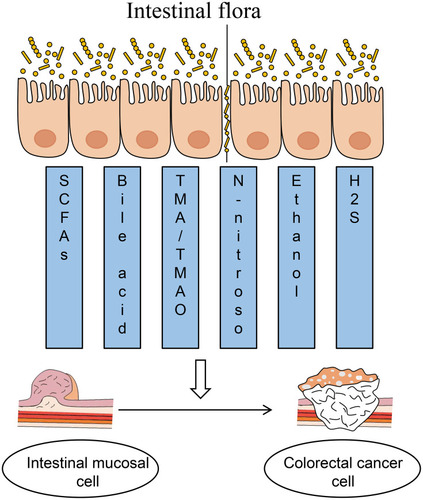 Figure 3 Bacterial metabolites of intestinal flora infect the development of colorectal cancer (CRC). The common metabolites of intestinal flora including short-chain fatty acids, bile acids, TMA/TMAO, N-nitroso, ethanol, sulfurated hydrogen, etc., which can be secreted by the intestinal flora to promote CRC development.