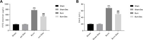 Figure 2 Plasma FITC-dextran and DAO concentration after withdrawal 6h. (A) FITC-dextran. (B) DAO. ***P < 0.001, vs Sham group. ###P < 0.001, vs Burn group.