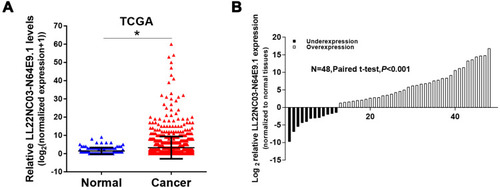 Figure 1 LL22NC03-N64E9. 1 expression is significantly upregulated in BC tissues. (A) Expression levels of LL22NC03-N64E9. 1 were compared between unpaired human BC tissues and normal tissues, using TCGA data (normal=33, tumor =285). (B) Expression levels of LL22NC03-N64E9.1in 48 BC tissues and adjacent normal tissues were assessed by qRT-PCR. *P<0.05.