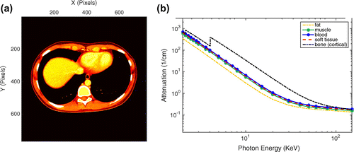 Figure 3. A synthetic human abdomen model for experiments: (a) The reference image of the human abdomen anatomy. (b) The log–log plot of the attenuation coefficients for the five materials of fat, muscle, blood, soft tissue and bone.