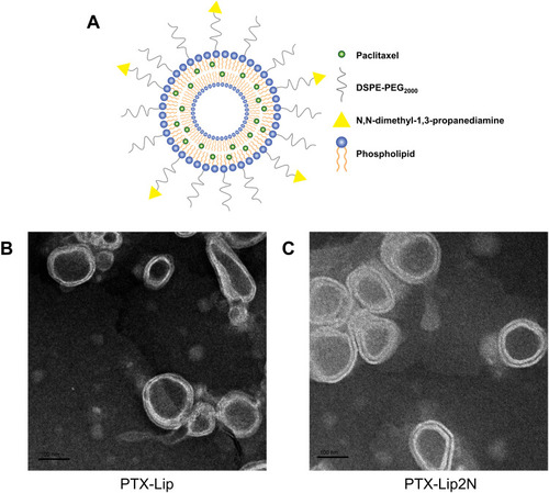 Figure 1 Microstructural schematic diagram of PTX-Lip2N (A), and transmission electron microscopic images of PTX-Lip (B) and PTX-Lip2N (C).
