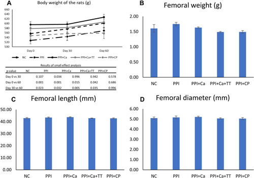 Figure 1 Body weight (A), femoral weight (B), length (C) and diameter (D) of the rats in different groups. No significant inter-group difference was found (p>0.05).