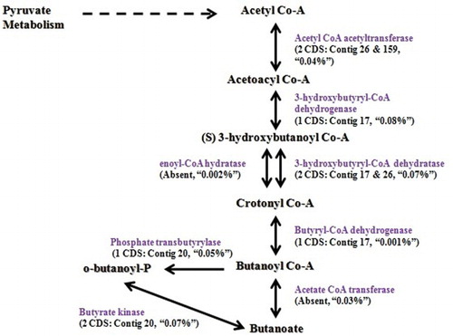 Figure 4. Butanoate metabolism: number of CDS present in the genome (gi|507135708|gb|ASRV00000000) for the enzymes involved, corresponding contig number, and the percentage of that enzyme CDS observed in buffalo rumen metatranscriptome data.